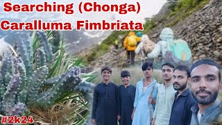 Searching Chonga Caralluma Fimbriata Mountain [upl. by Walliw19]