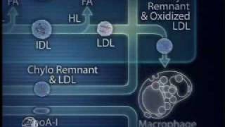 Physiology of Lipoprotein Metabolism [upl. by Kaitlyn]