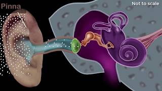 Human ear  structure amp working  Sound  Physics  Khan Academy [upl. by Ailemrac]