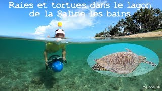 GP  Raies et tortues  lagon Saline les bains La Réunion Hero7BE [upl. by Quent]