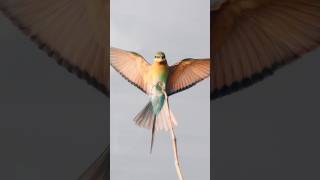 Blue tailed bee eater  sony a6400  Tirunelveli [upl. by David]