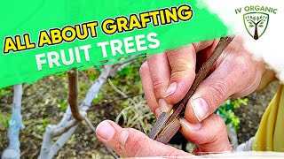 How ampWhy To GRAFT FRUIT TREES  Figs Apples Citrus Stone Fruit [upl. by Holna494]