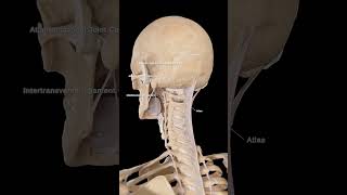 🦴 Atlas and Nuchal Ligament The Foundations of Head and Neck Stability [upl. by Ahsienor]