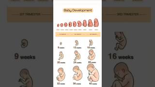 Cute baby development in moms womb week by week pregnancy 🤱❣️💯 embryonic shorts pregnanacy like [upl. by Eittak]