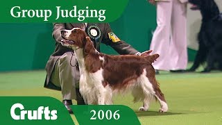 Welsh Springer Spaniel wins Gundog Group Judging at Crufts 2006 [upl. by Puttergill]