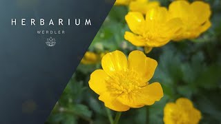 Ranunculus repens  Creeping Buttercup [upl. by Salvucci368]