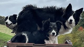 Echos FIRST Ever WHISTLE lesson… young sheepdog training lessons [upl. by Eillo906]