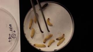 Venom injected waxworms  5 days post injection [upl. by Inajna215]