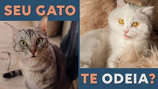 5 Sinais de que SEU GATO Te ODEIA 😾  Não Ignore Esses Avisos [upl. by Hippel222]