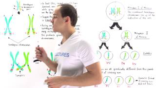 Linked Genes Crossing Over and Genetic Recombination [upl. by Danuloff]