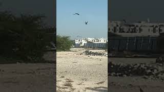 How Birds are flying 🕊️ 🕊️ shorts shortfeed nature birds ytshort [upl. by Delmar]