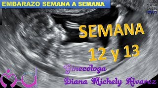 SEMANA 12 Y 13 EMBARAZO SEMANA A SEMANA POR GINECOLOGA DIANA ALVAREZ [upl. by Avi]