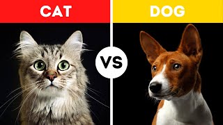 Cat Vs Dog Fight Comparison  Who Would Win  Dog Vs Cat Fighting Video [upl. by Barrett]