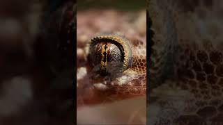 Have You Ever Seen A Gecko Lick It’s Eyes gecko macro wildlife nightlife relaxingnight [upl. by Crosley39]