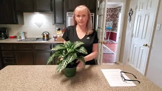 HOW TO TAKE CARE OF A ZEBRA PLANT quotAPHELANDRA SQUARROSAquot [upl. by Rancell]