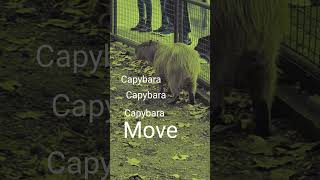 A Happy Capybara Tune feat The Capybaras [upl. by Scrivings519]