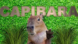 El ANIMAL Más Social y Amigable LOS CAPIBARAS [upl. by Nilauqcaj]