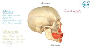 The Buccinator Muscle [upl. by Nosniv]