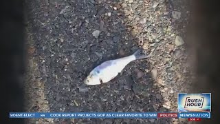 Fish fall from the sky during rainstorms in eastern Texas  Rush Hour [upl. by Nomor303]