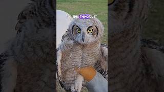 Wild Animals Life Rescue of Rare Baby Owl in Arizona [upl. by Hras]