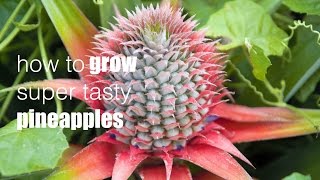 How to grow a PINEAPPLE from its top [upl. by Harli893]