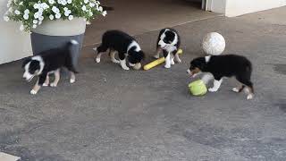 Border Collie Puppies For Sale [upl. by Enyaj797]