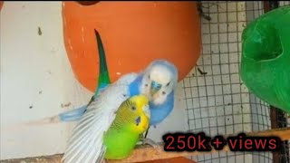 October 27 2023 Budgies mating  parakeet singing birds budgies nature [upl. by Sandberg]