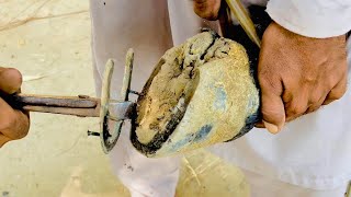 Horse Hoof Restoration  Horse Hoof Compilation  Hoof Trimming [upl. by Low]