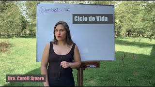 Ciclo de vida de Sarcocystis spp [upl. by Aneelehs]