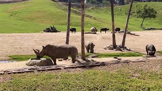 Animal World  Life of Leopard Giraffe Rhinoceros Turtle Kangaroo Monkey Wild Boar in The Zoo [upl. by Johnna]