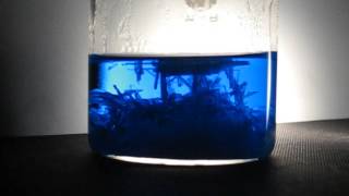 Copper sulphate crystallizing [upl. by Foley]