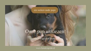 Uit een nest vol pupjes de juiste pup kiezen [upl. by Ormond26]