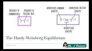 Lesson Video  The Hardy Weinberg Equilibrium [upl. by Nnylirak]