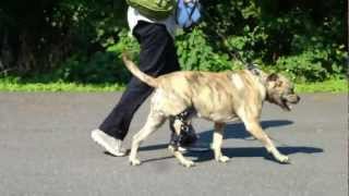 Leroy the Pit Bull with Custom Knee Brace for CCL Injury [upl. by Eytak]