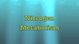 Intro to Nitrogen Metabolism [upl. by Siramed906]