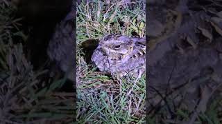 Nightjar Indian nightjar birds birdlovers birdvideos bird birdwatching nightbird nightbird [upl. by Aiken190]