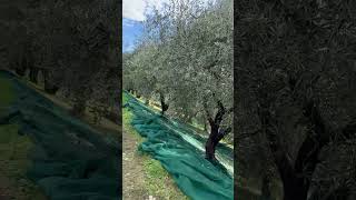 Giornata raccolta olive per l’olio d’oliva pt2 raccolta olioextraverginedioliva vitaincampagna [upl. by Aldercy]