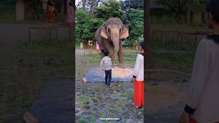 50 Sal ka Hathi 🐘😯minivlogs shorts shirts trendingshorts todaytrending [upl. by Akissej]