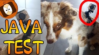 VLOG CANIN  BERGER AUSTRALIEN  HARNAIS POUR CHIEN [upl. by Evaleen273]