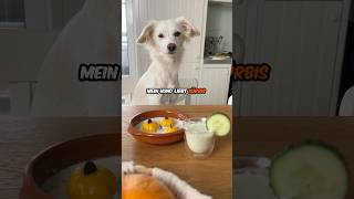 Hund 🐶  Kürbis🎃  ❤️ hund kochen rezept [upl. by Dulsea79]