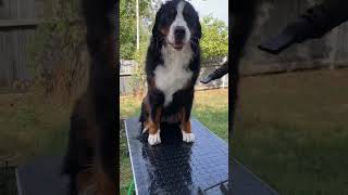 Watch this Bernese Mountain Dog enjoy a refreshing snow bath 🐾❄️ Pure happiness and winter fun BMD [upl. by Ranger]