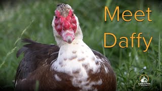 Meet Daffy  LushAcres Farms Muscovy Duck [upl. by Juni287]