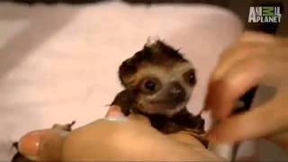 baby sloth bath cute squeak [upl. by Cosma974]