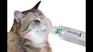 Asma con Bronquitis en Gatos  Enfermedades en Gatos [upl. by Acirehs]