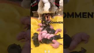 Bunnies giving birth 😍rabbit bunnies babyanimal cute shorts pets trending shorts short [upl. by Liatnahs809]