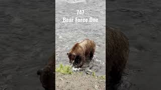 Bear 747 The Dominant Giant of Katmai National Park bearforceone [upl. by Bunow]