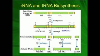 rRNA Processing Preribosome to Ribosome [upl. by Angy]