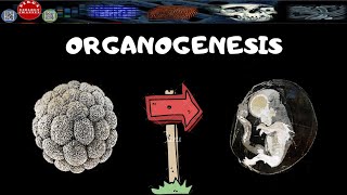 PEMBELAHAN ZIGOT PART 2ORGANOGENESIS  DIRGA BIOLOGY CHANNEL [upl. by Wartow129]