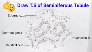 how to draw diagram of TS of seminiferous tubule step by step for beginners [upl. by Gnanmas]