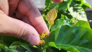 Growing Arabica Coffee Plant in a pot [upl. by Chiarra911]